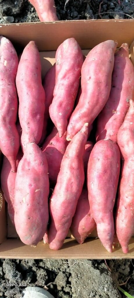 whatsapp image 2025 09 28 at 4.26.32 pm (1)